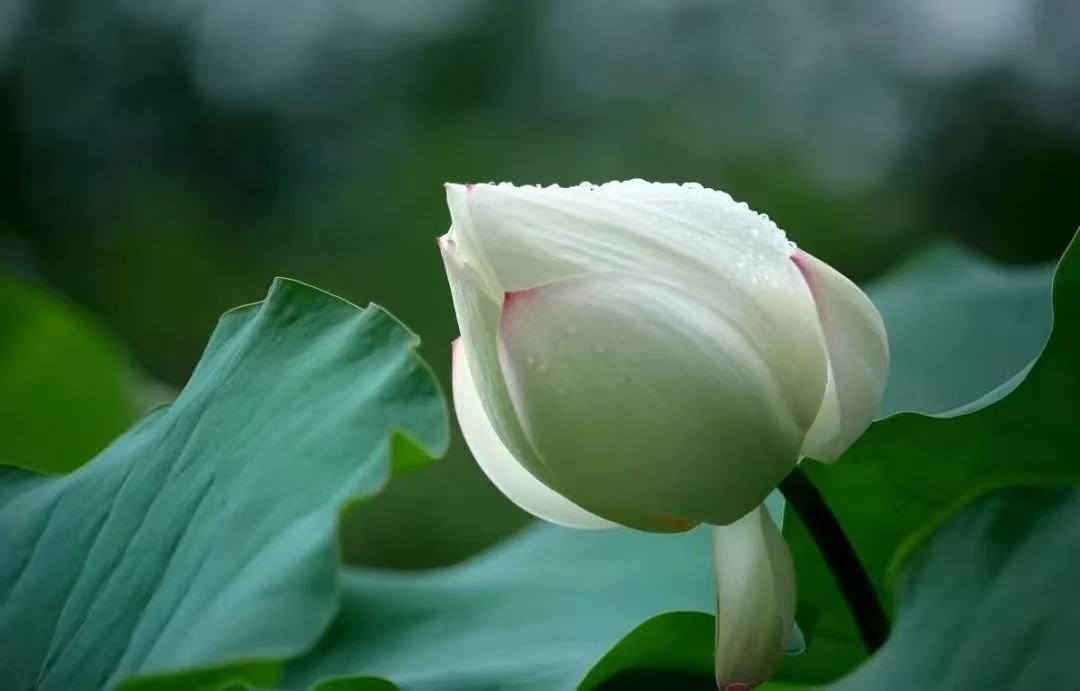 1753086551116758.png image.png