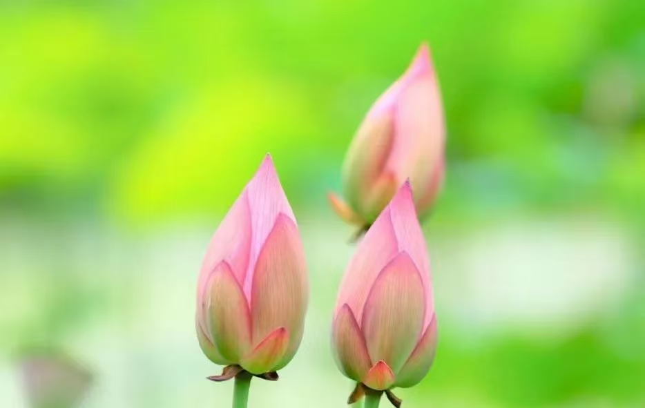 1753601079148839.png image.png